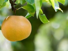 Nashi - owoc między gruszką a jabłkiem