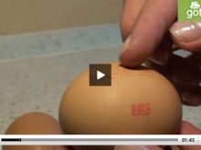 Oznaczenia na jajkach [video]