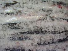 Ryba w soli Kujawskiej