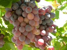 Schłodź swoje wino przy pomocy zamrożonych owoców