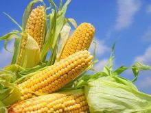 Sezon na kukurydzę