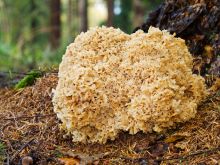 Szmaciak gałęzisty - niezwykły grzyb