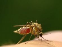 Skuteczne sposoby walki z komarami 