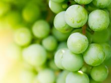 Białe winogrona - sposób na posiłek