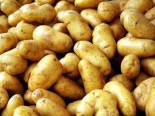Ziemniak - wszystko o ziemniakach