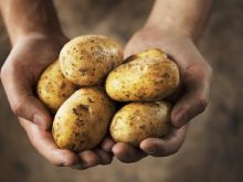 Ziemniaki - odmiany i zastosowanie