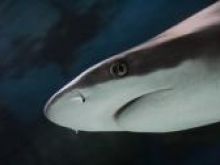 Zupa z płetwy rekina – afrodyzjak, który zabija!