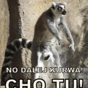 LEMUR13579
