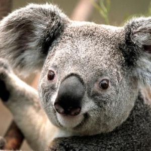 ramzesxw
