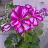 pelargonia