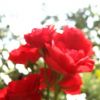 Róża Skalska