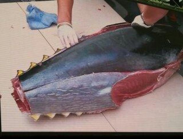 100 kg tuńczyk w Polsce wzbudził sensację 