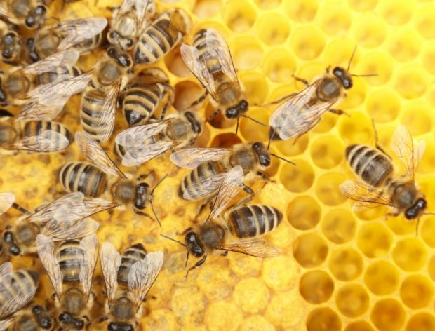 Antybiotyki prosto od pszczół
