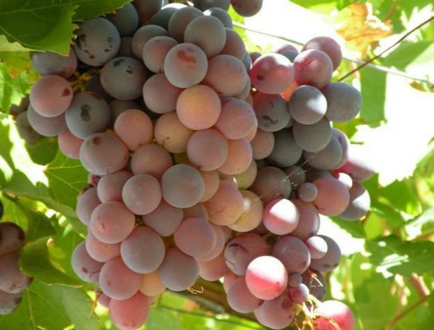 Bezpłatne szkolenie dla przyszłych winiarzy!