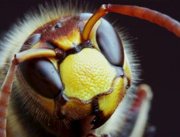 Czy owady ocalą świat przed głodem?