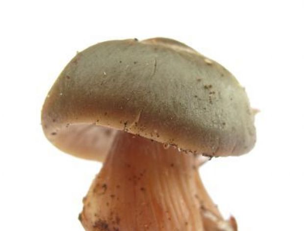 Fakty i mity przy zbieraniu grzybów