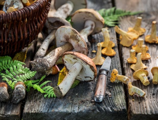 5 mitów na temat grzybów - sprawdź, czy też je powtarzasz!