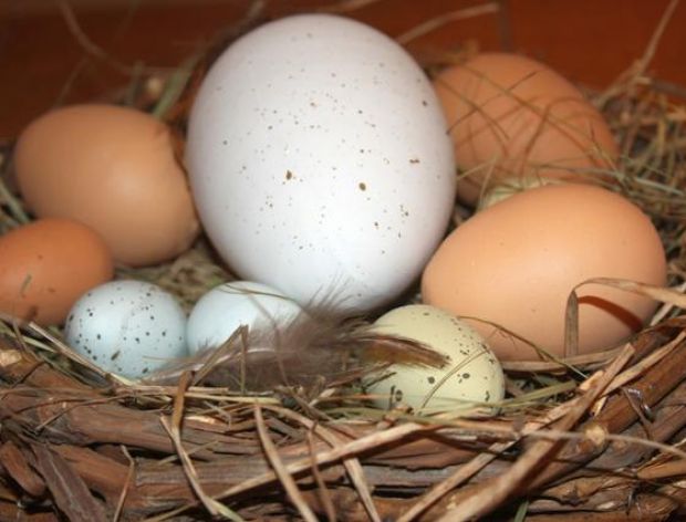 Jajka - informacje na opakowaniu 