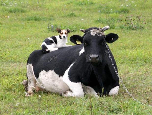 Krowa i wisienki