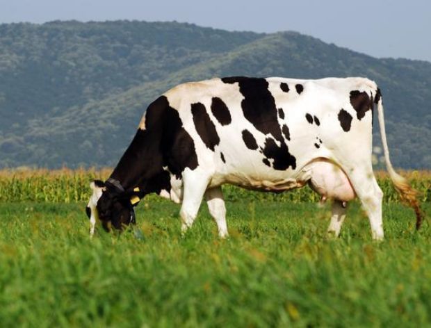 Krowa z rekordem Guinnessa