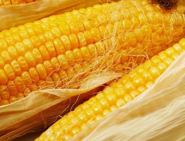 Kukurydza - jak przygotować świeżą?