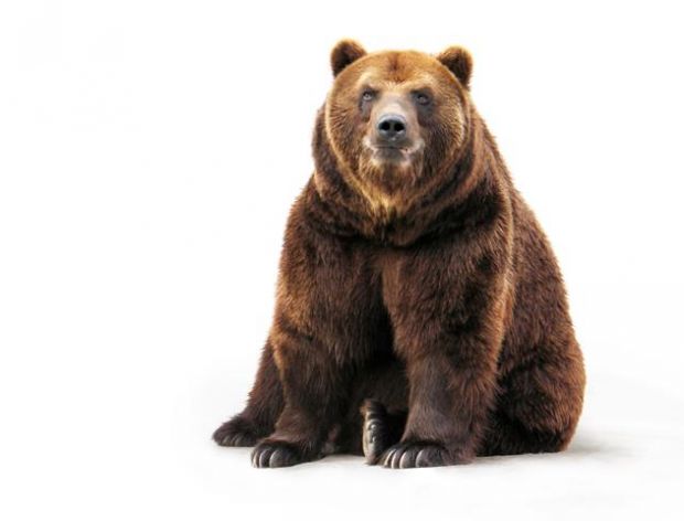 Niedźwiedź zrobił listę zwierząt,które mu podpadły