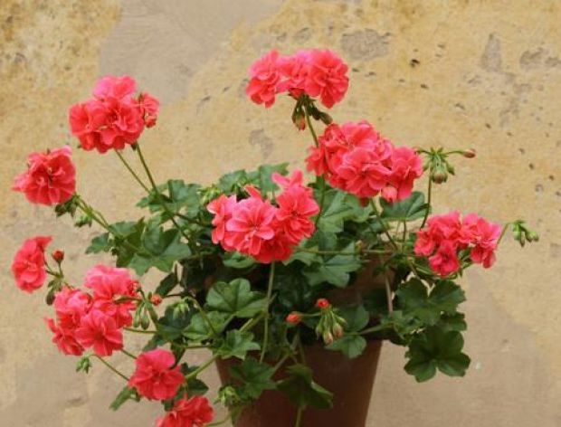 Pelargonie w jadłospisie