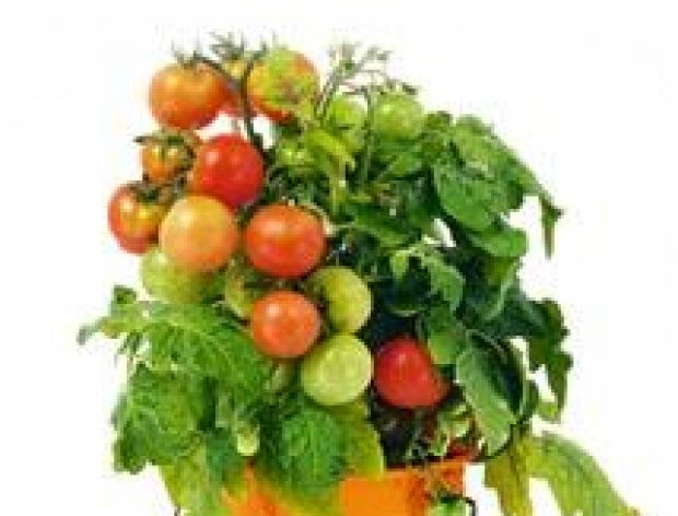 Pomidory - kolory,  charakterystyka