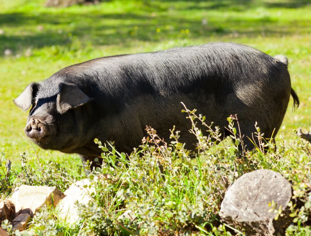Czarna świnia - dlaczego jest tak wyjątkowa?