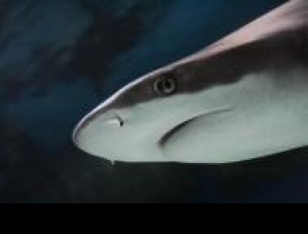 Zupa z płetwy rekina – afrodyzjak, który zabija!