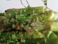 Zielone szparagi polane bułką tartą 