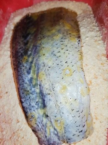 Ryba Miruna w jajku i bułce smażona
